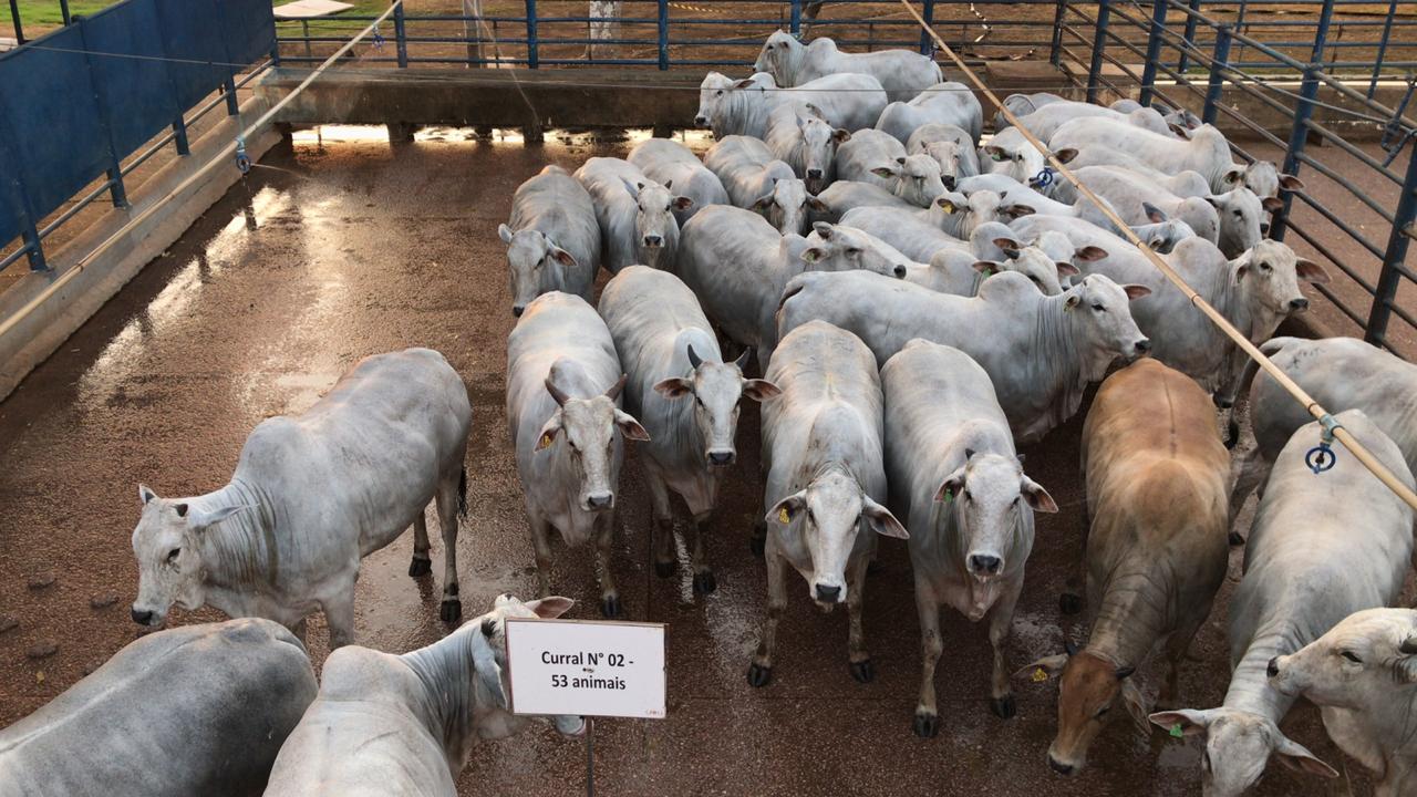 Nova Etapa Do Circuito Nelore De Qualidade Sucesso No Campo