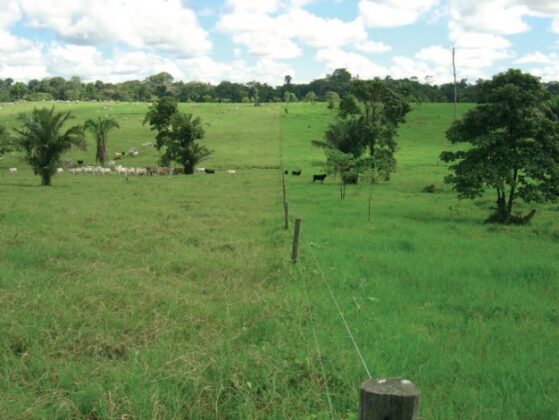 Tipos De Pastejo Saiba Qual O Melhor Para A Sua Fazenda Sucesso No Campo