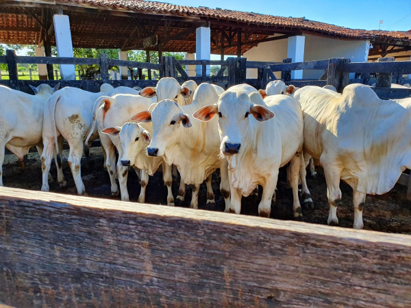 Leilão Virtual Fazenda Reata 