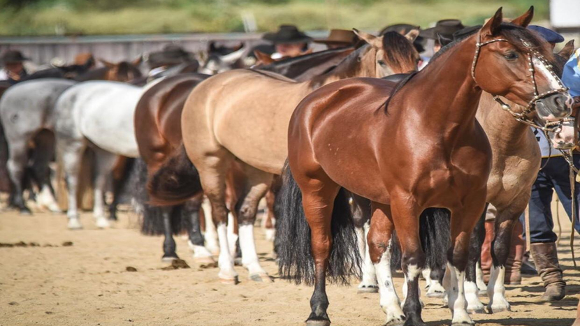 CAVALO CRIOULO 1