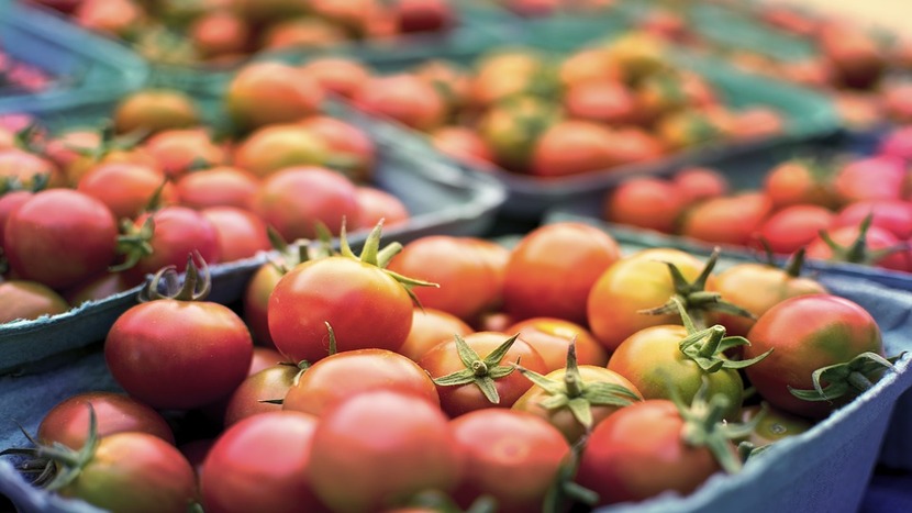 Trasporte de tomate, como manter a qualidade?