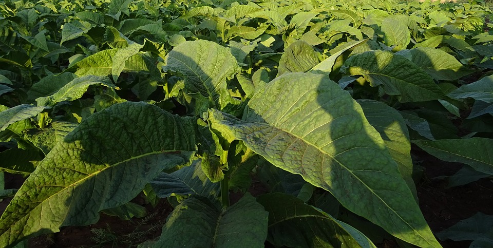 Embalagens de agrotóxicos têm destino correto garantido