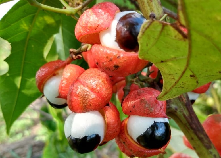 Brasil é o maior produtor comercial de guaraná do mundo