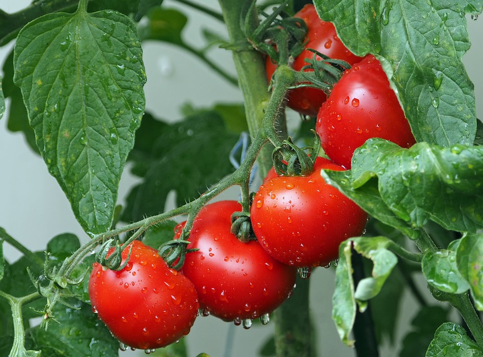 Preços em alta: chuvas e atrasos no ciclo do tomate