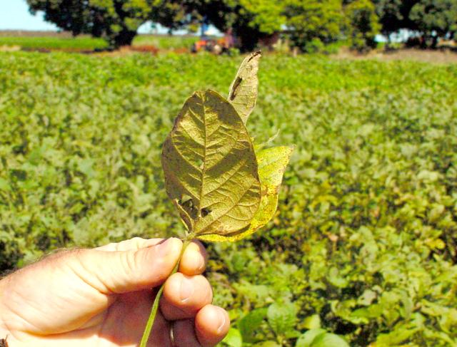 Primeiros focos de ferrugem da soja são identificados