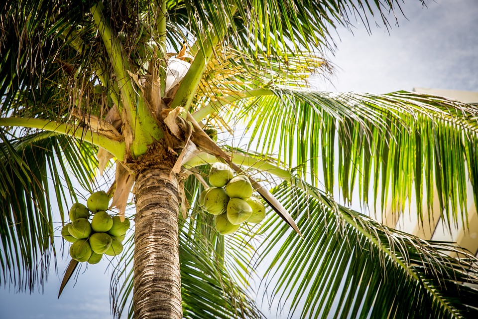 Ouro Branco: Alimentos à base de coco estão em alta no mercado brasileiro