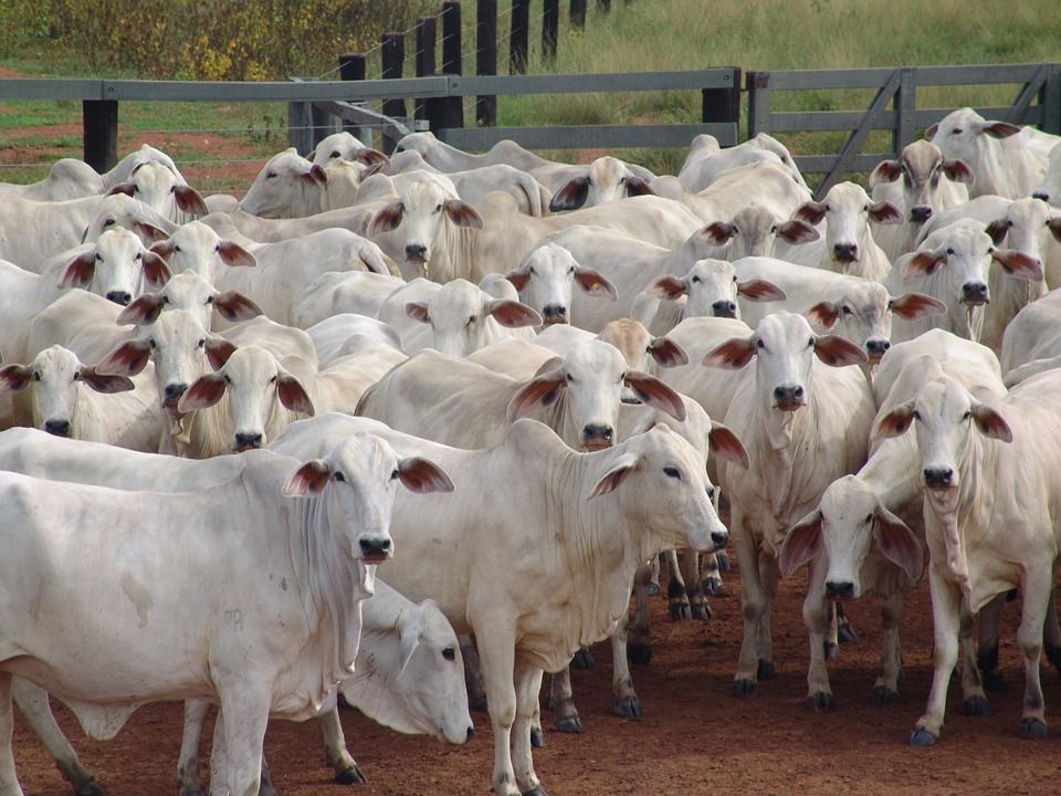 Vaca Nelore, a grande mãe da pecuária brasileira - Sucesso no Campo