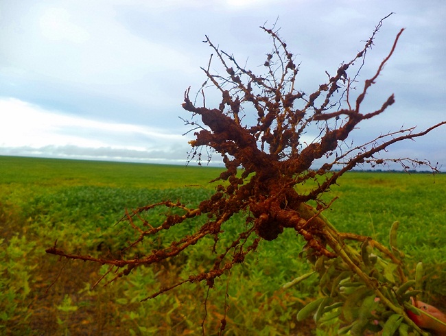 Nematoides causam perdas de uma a cada dez safras de soja no Brasil