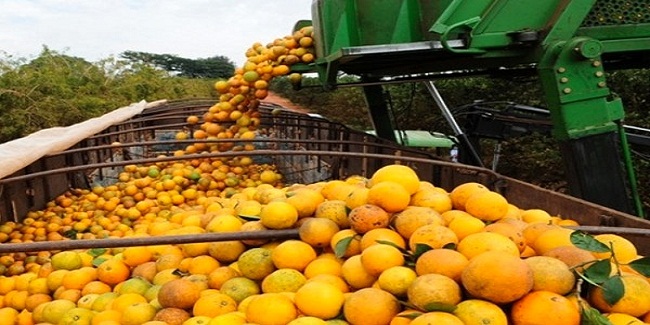 Comissão da Câmara aprova projeto que evita perdas para produtores de suco de laranja