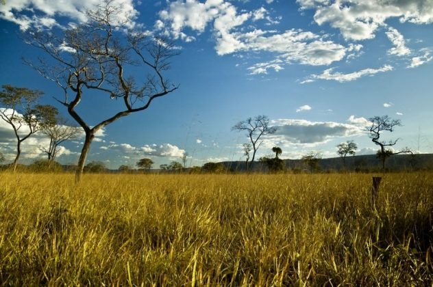 Árvores Nativas Do Cerrado Sucesso No Campo 8930