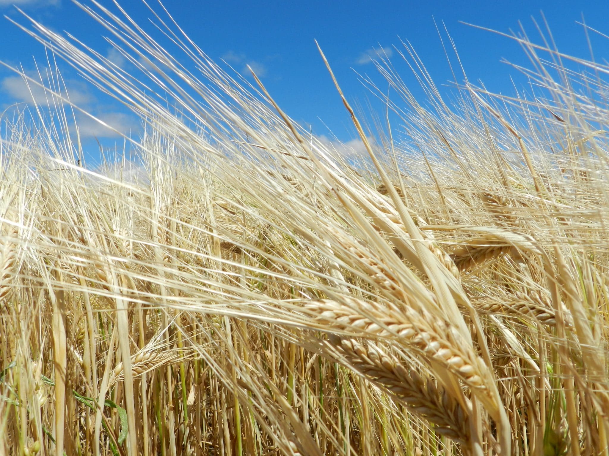 Cenário favorável para a cevada Sucesso no Campo