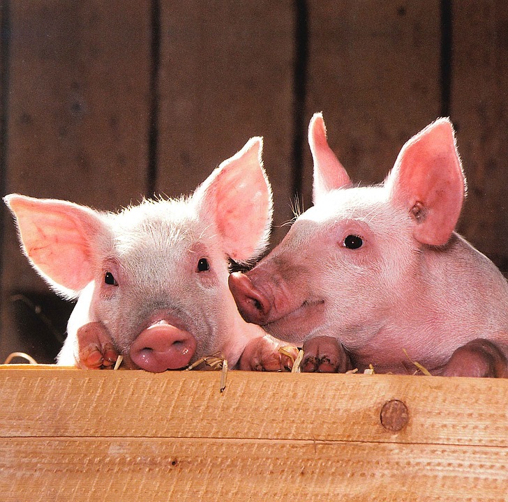 Topigs Norsvin lança pedra fundamental de Núcleo Genético em Lages (SC)