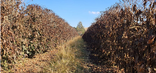 Senar Go: Clima afetou desempenho da agropecuária no 2º trimestre de 2021