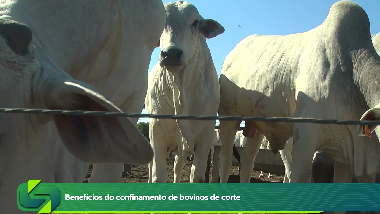 Benefícios Do Confinamento De Bovinos De Corte - Sucesso No Campo