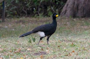 Projeto do estado de São Paulo visa a conservação de aves ameaçadas de extinção