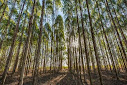 Fortalecimento do futuro de baixo carbono: hora da madeira