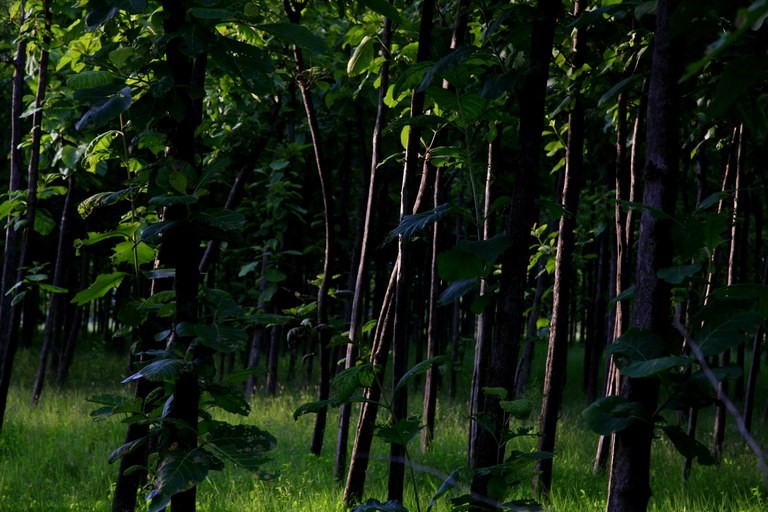 Bioinvestimentos do setor de árvores cultivadas chegam a R$57,2 bilhões