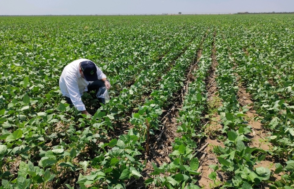 Startup traz para o Brasil tecnologia inédita de análise genética de nematoides de solo