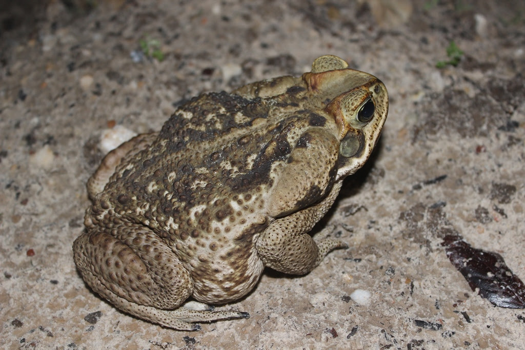 Cientistas estudam anfíbios anuros em Reserva do Cerrado