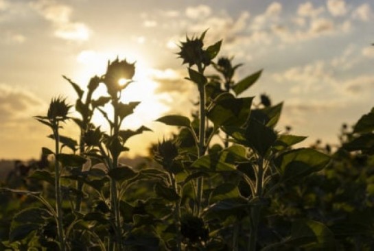 Divisão de Soluções para Agricultura da BASF lançará Programa Global de Agricultura de Baixo Carbono