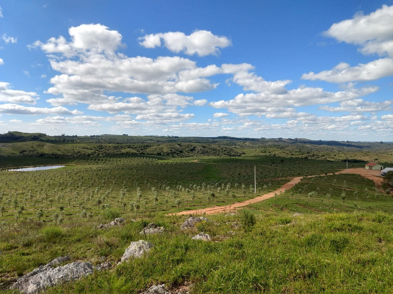 Bioativo natural testado nos olivais da Europa ganha espaço no Brasil