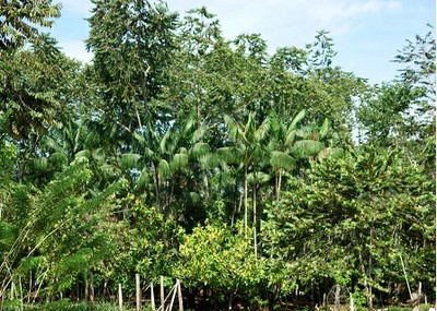 Agrônomo participa da nova gestão da Sociedade Brasileira de Sistemas Agroflorestais