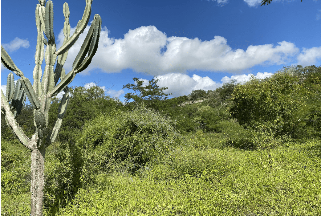 Projeto promove ações de restauração e preservação da Caatinga