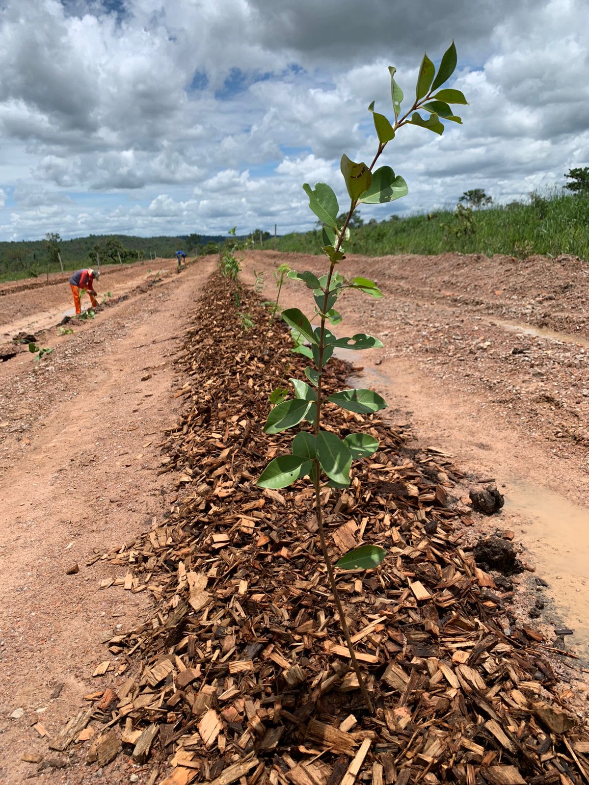 Empreendimento utiliza a agrofloresta para ocupação sustentável no Lago Corumbá IV