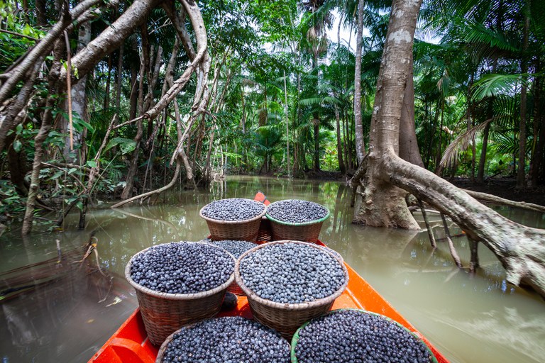 Conab dispõe de recursos para subvenção de preços mínimos para produtos da sociobiodiversidade