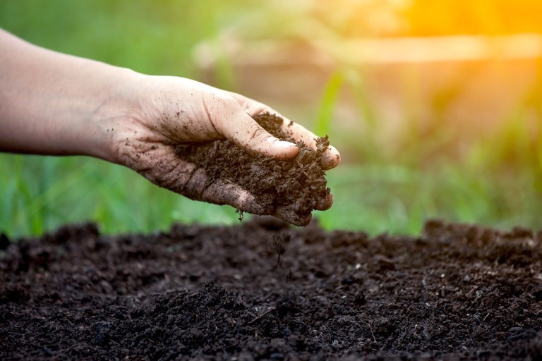 Ensaios avaliam desempenho de cultivares de soja em ano de intenso estresse  climático