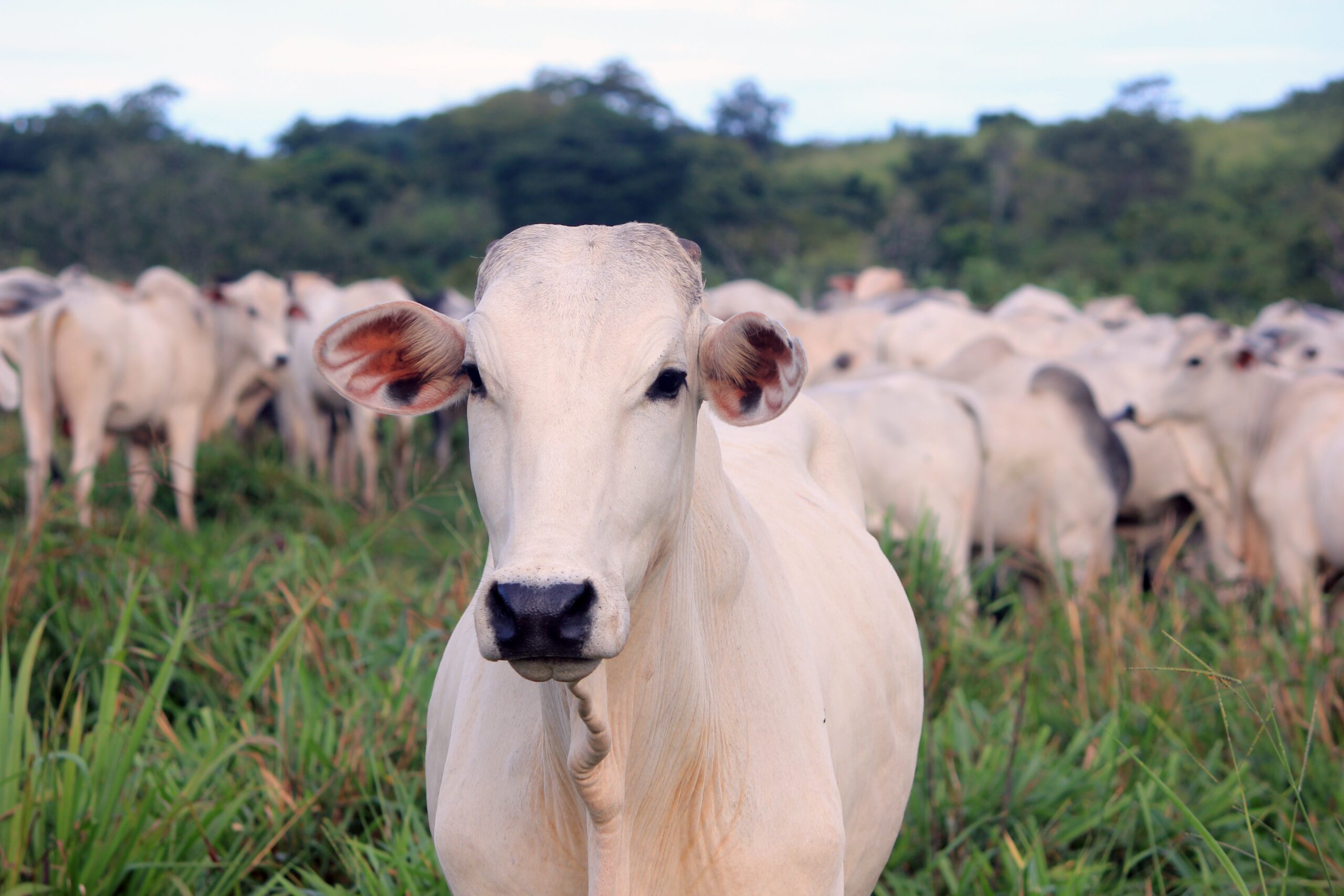 Como a genética pode impactar a sustentabilidade na pecuária