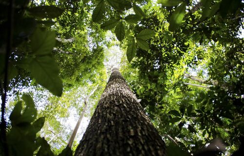 Rondônia aponta oito setores que podem servir de guia para o Instituto Amazônia +21