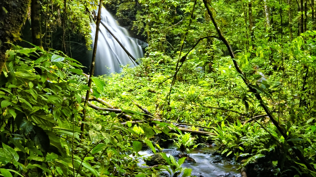 Biofílica Ambipar Environment conta com apoio da Plataforma SCCON