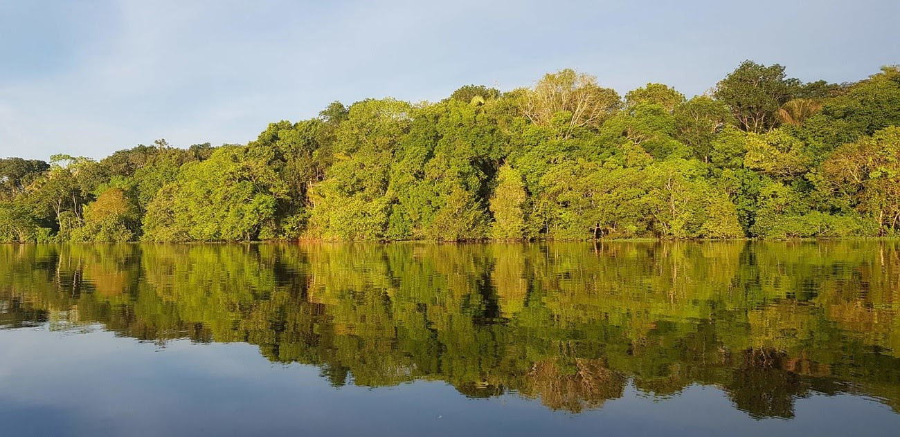 Projeto “Amazon Movement” da WeWe vai plantar 20 mil árvores