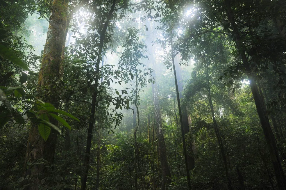 Brasil liderou a perda de florestas tropicais primárias no mundo em 2021