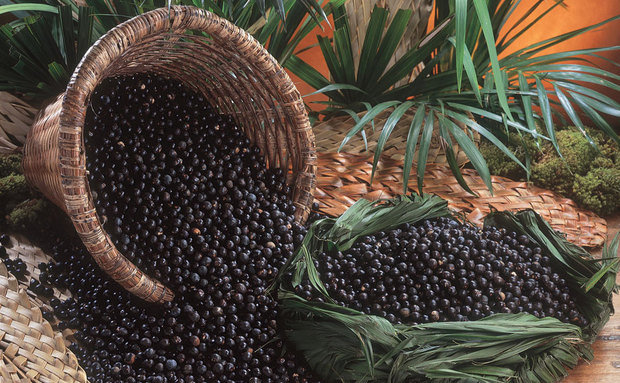 O açaí da Mata Atlântica: pesquisadores desenvolvem produtos com os frutos da palmeira juçara