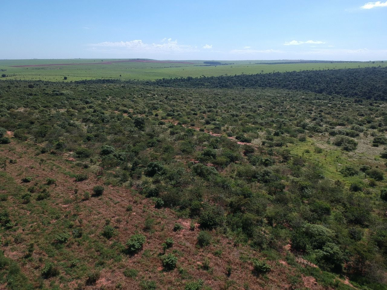 Atvos planta cerca de 280 mil mudas no maior corredor ecológico da Mata Atlântica