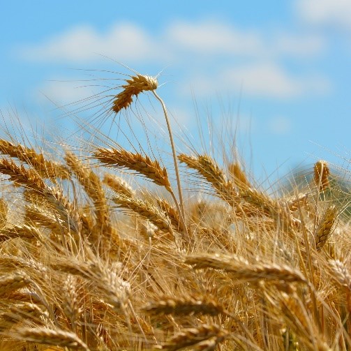 Pequenos insetos podem prejudicar safra de trigo no Brasil e afetar ainda mais o preço de alimentos