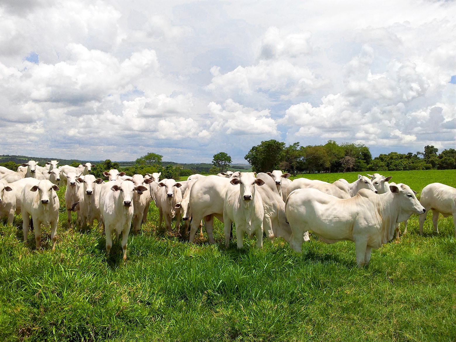 Terminação intensiva a pasto: arroba mais barata e economicamente sustentável