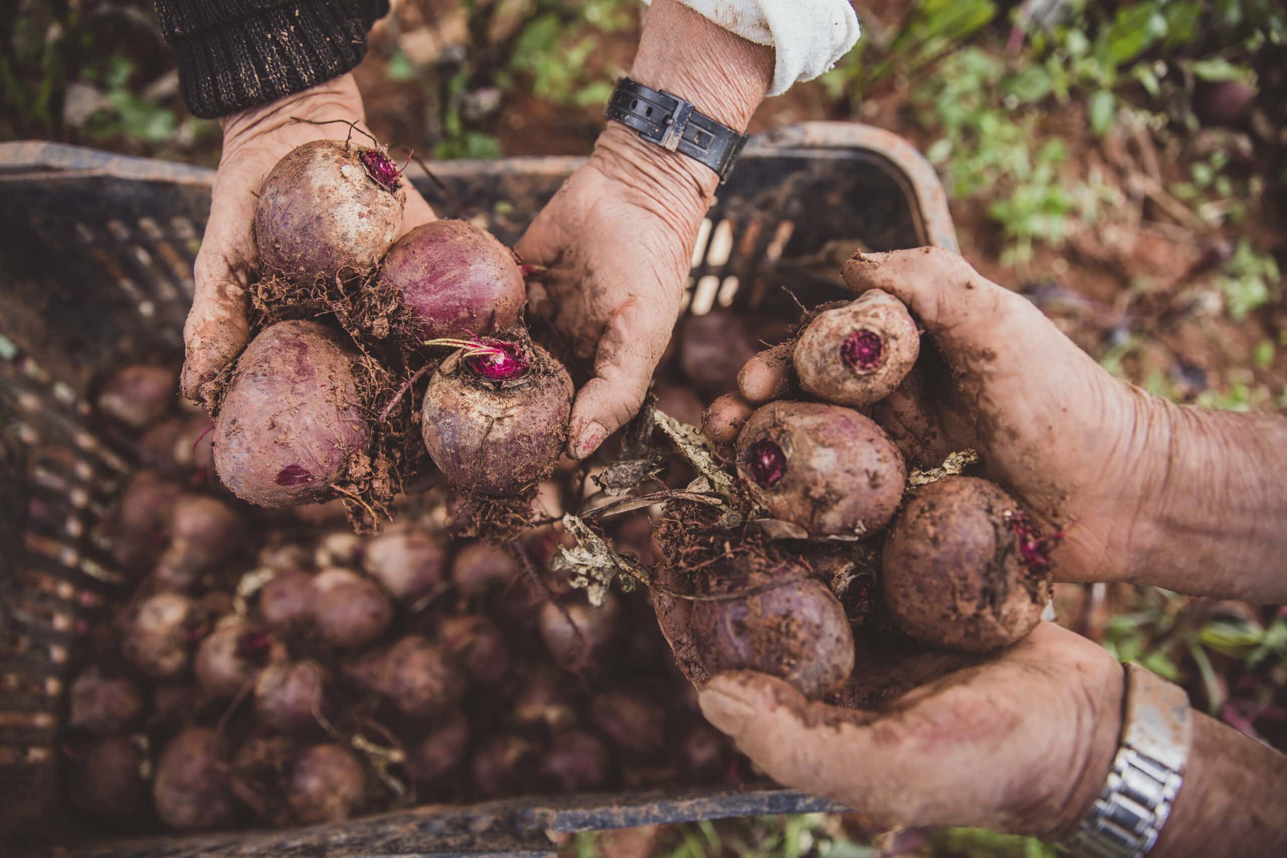 A importância do planejamento de plantio para os agricultores