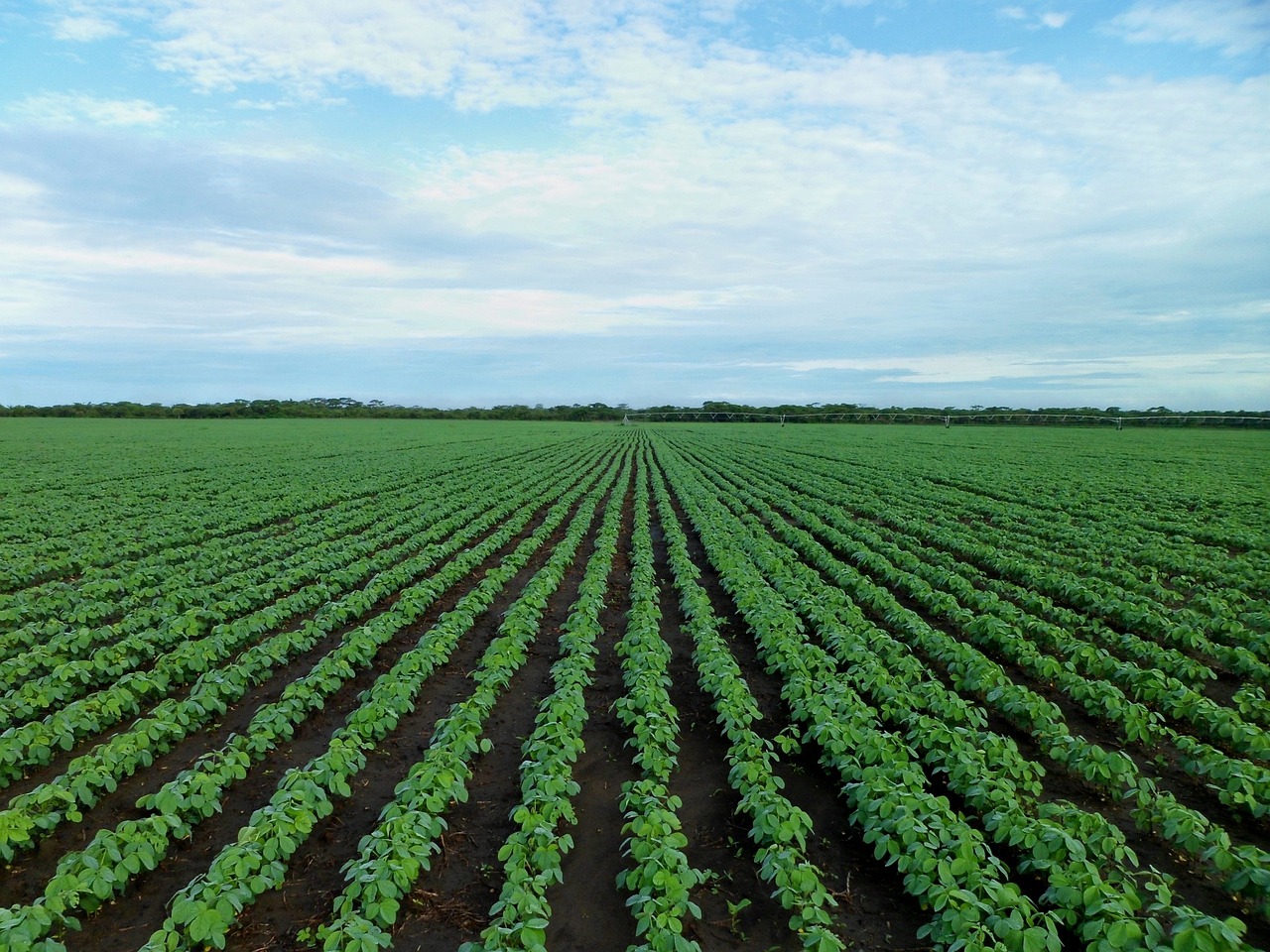 Como uma empresa de agronegócio pode lucrar mais