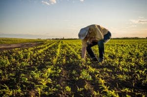 Manejo 4 C’s da nutrição pode revolucionar a agricultura como conhecemos hoje