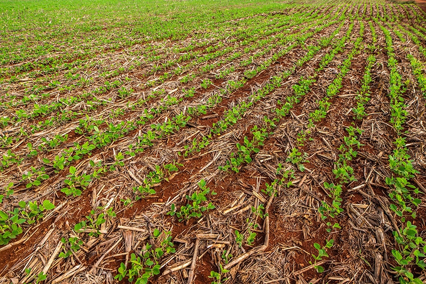 Embrapa Soja lança amanhã edital de inovação aberta Soja Open Innovation