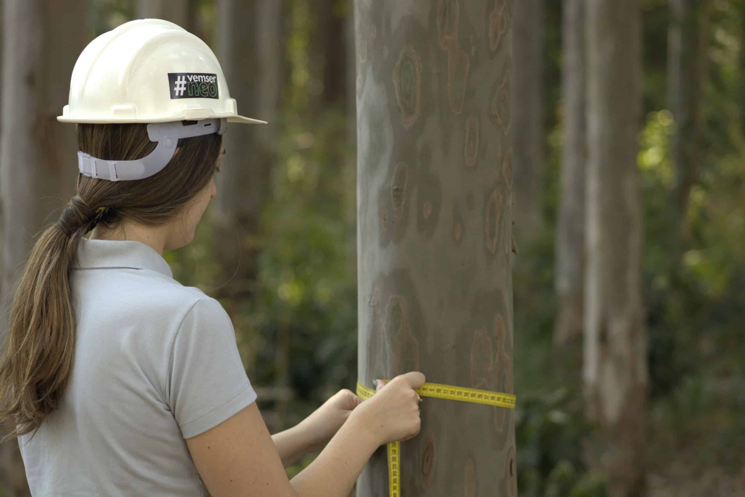 Certificação de florestas no Brasil: mudanças de cenário