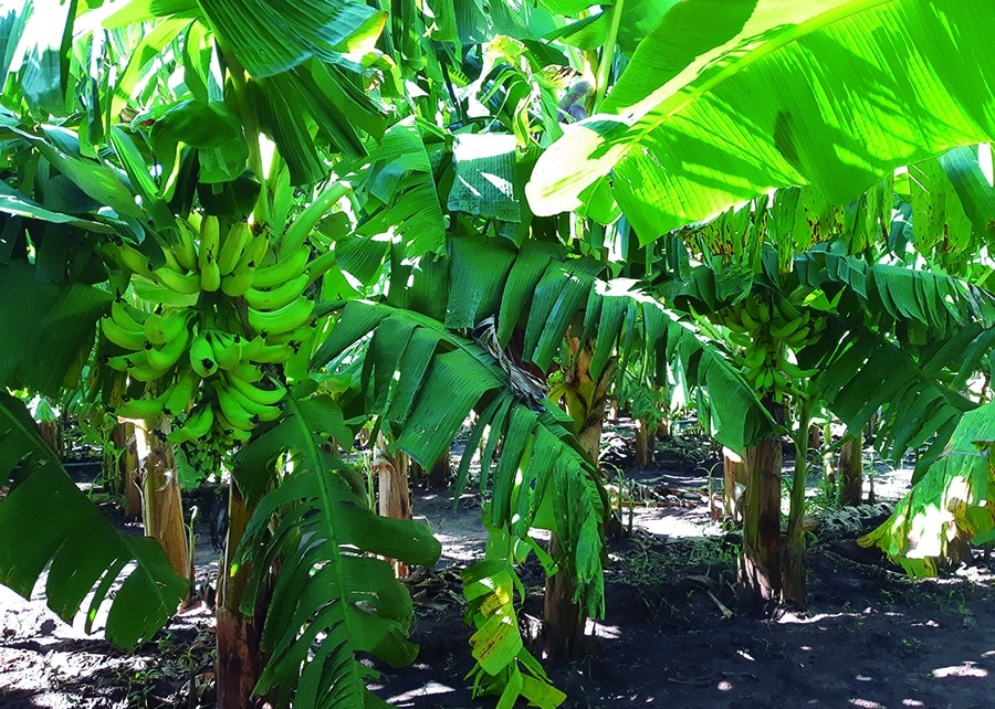 Nova variedade de banana é criada em MT, Mato Grosso