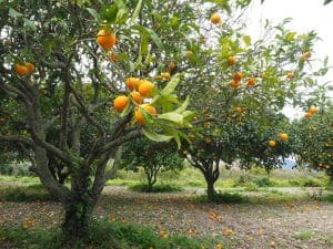 Mapeamento inédito nos pomares de citros analisará a produtividade planta a planta em alta escala