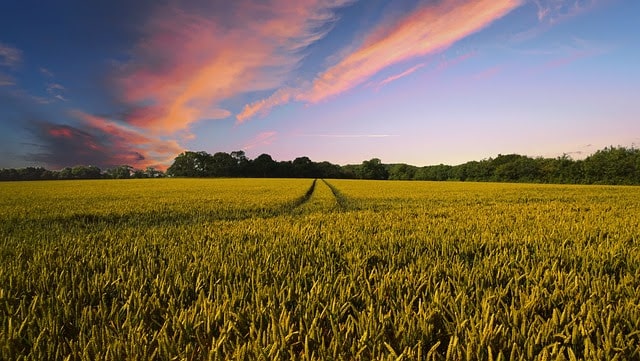 Fertilizantes especiais colhem resultados de alta do agronegócio