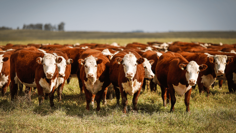 Observatório da Agropecuária lança painel com dados sobre atividade pecuária no país