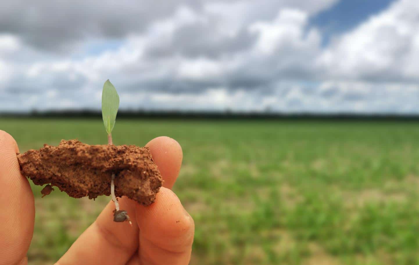 Cuidado na fase da germinação é importante na formação da pastagem