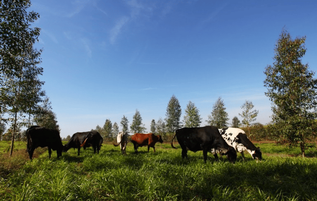 Brasil apresentará seu modelo de agricultura sustentável na COP 27